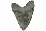 Fossil Megalodon Tooth - South Carolina #203035-2